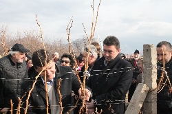 Боговете на виното зарязаха лозята в Струмяни