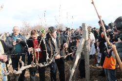 Боговете на виното зарязаха лозята в Струмяни