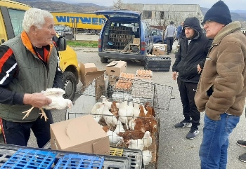 Невиждан бум в търсенето на кокошки в Пиринско