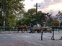 За конете, каруците и безсилието на институциите в Благоевград