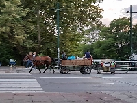 За конете, каруците и безсилието на институциите в Благоевград