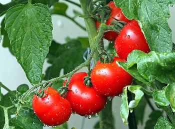 Вкусни родни домати и краставици ще хапваме в началото на май