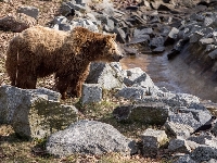Руснаци пребиха мечка, помислили я за маскиран пазач