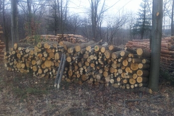 Арестуваха крадец на дървесина край Елешница