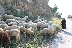 Овчари нащрек заради кражби на агнета преди Великден