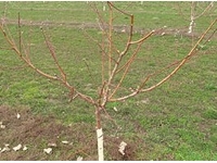 Вандали унищожиха 550 овощни дръвчета край Петричко