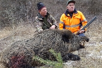 Ловци начело с кмета на Сатовча повалиха 7 глигана само за ден