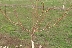Разследват умишлен палеж на 50 овощни дръвчета в Дренково