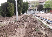 Нови дървета и рози красят евроселото Черниче