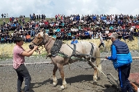 Силни коне събраха зрители от цяла България в Разлог
