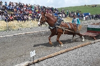 Силни коне събраха зрители от цяла България в Разлог