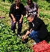 Увеличават двойно ягодовите насаждения в ДГС Рилски манастир