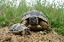 Съдят германец, отглеждал в Микрево костенурки от защитен вид