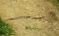 Бум на ухапвания от змии от началото на лятото