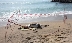 Морето изхвърли умрели крави на брега край Обзор и Ахтопол