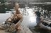 30 млади патици се настаниха в езерото на парк  Бачиново”