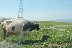 Фермери в паника, болест по кравите и в Пиринско