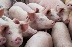 Плащат парите на стопаните в Симитли, умъртвили прасетата си