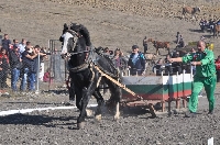 Елитни животни дефилираха край Разлог, коне показаха силата си Елитни животни дефилираха край Разлог, коне показаха силата си