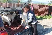Прекупвачи смъкват цените на стоката на животинския пазар край Благоевград Прекупвачи смъкват цените на стоката на животинския пазар край Благоевград