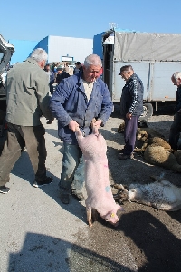 Прекупвачи смъкват цените на стоката на животинския пазар край Благоевград