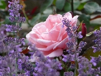 Роза дамасцена стана част от световното културно наследство на ЮНЕСКО