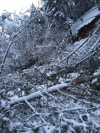 Снегът повали десетки дървета в парк Бачиново край Благоевград