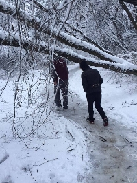 Снегът повали десетки дървета в парк Бачиново край Благоевград