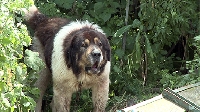 Домашно куче нападна жена в Благоевград