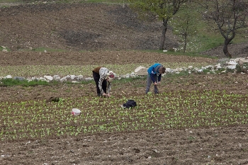 Няма работници за полето, земеделци в Пиринско наемат хора от Албания