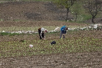 Няма работници за полето, земеделци в Пиринско наемат хора от Албания Няма работници за полето, земеделци в Пиринско наемат хора от Албания