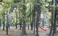 Два дни без разходки в парка на Банско, ще махат изгнили дървета
