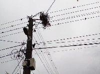 Буря уби четири малки щъркелчета в Мосомище Буря уби четири малки щъркелчета в Мосомище