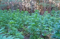 Канабисът в планина Огражден не свършва, откриха нива с 351 кг наркотично растение Канабисът в планина Огражден не свършва, откриха нива с 351 кг наркотично растение