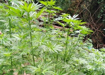 Изкорениха канабис от две ниви край Сандански