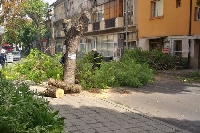Ураганният вятър събори голямо дърво на ул. Ал. Стамболийски в Благоевград