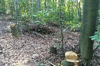 Заловиха бракониер да сече вековни букови дървета край село Плана