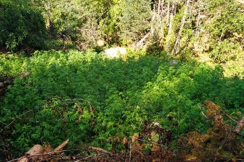 Двама мъже на съд за отглеждане на марихуана край Петрич и село Палат