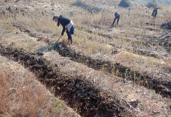 Над 4000 декара нови гори залесява ЮЗДП тази година