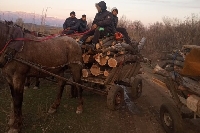 Пълни каруци с крадени дърва спипаха горски край Рупите