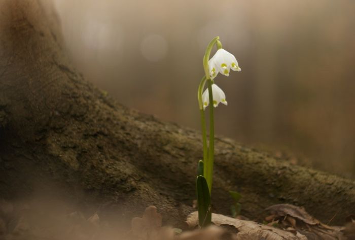 Снимка: pixabay.com