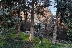 Премахват опасни дървета и клони в парка на Сандански