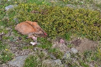 Спипаха бракониери, убили дива коза в Национален парк Рила