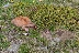 Спипаха бракониери, убили дива коза в Национален парк Рила
