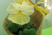 Красиви цветя предлага оранжерията на Община Гоце Делчев