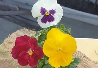 Красиви цветя предлага оранжерията на Община Гоце Делчев