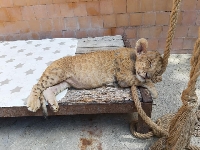 ОбС отказа да гласува средства за ремонт на клетката за Косара и Симба. Ще остане ли без зоопарк Благоевград? ОбС отказа да гласува средства за ремонт на клетката за Косара и Симба. Ще остане ли без зоопарк Благоевград?
