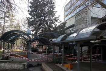 Опасно дърво надвисна до Градската градина в Благоевград