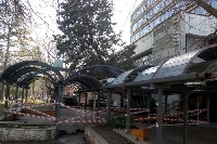 Опасно дърво надвисна до Градската градина в Благоевград