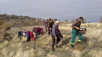 ЮЗДП залесява 50 000 фиданки тази пролет